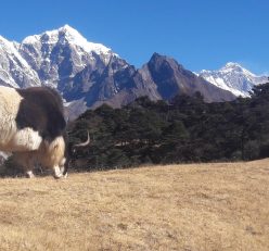 Mount Everest Trekking 16 Days